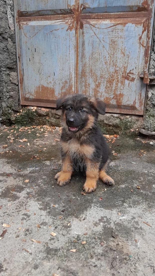 1-3 months Female Purebred German Shepherd - main view