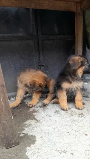 1-3 months Male Purebred German Shepherd