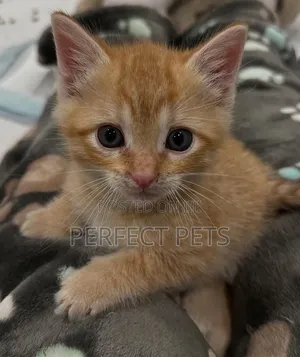 1-3 months Female Purebred Tabby