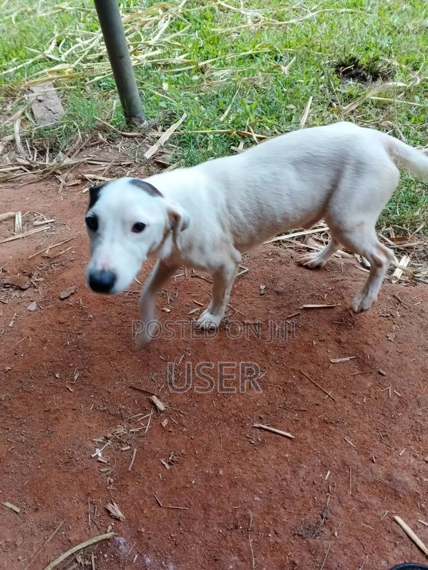 1+ year Male Purebred Jack Russell Terrier