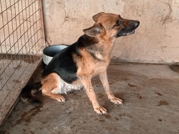 1+ year Female Purebred German Shepherd - thumbnail 3