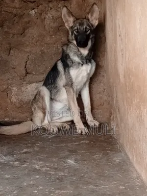 6-12 months Female Purebred German Shepherd