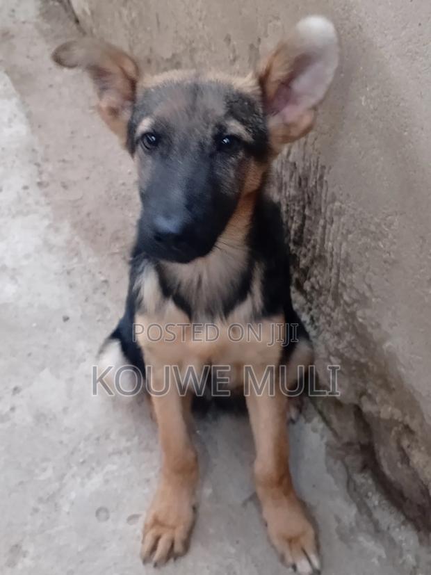 3-6 months Female Purebred German Shepherd