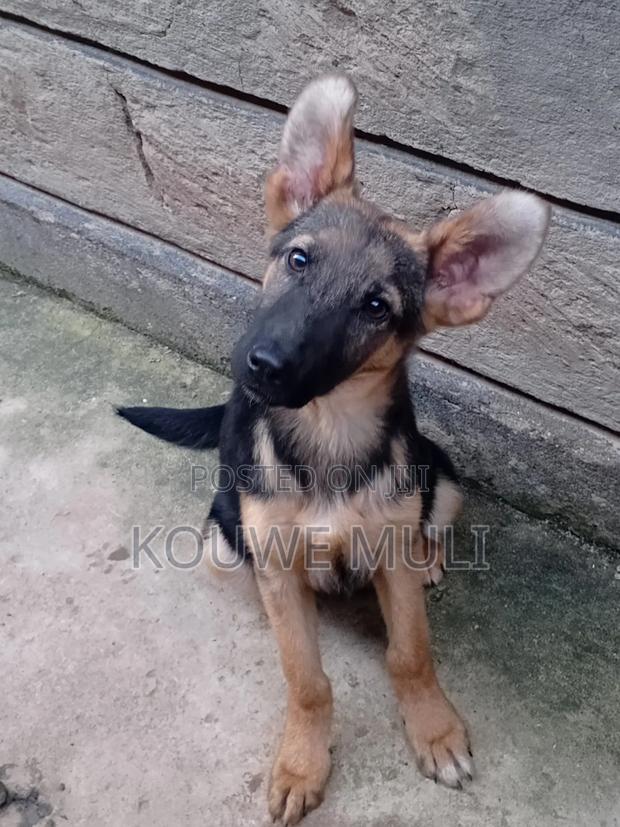 3-6 months Female Purebred German Shepherd - thumbnail 3