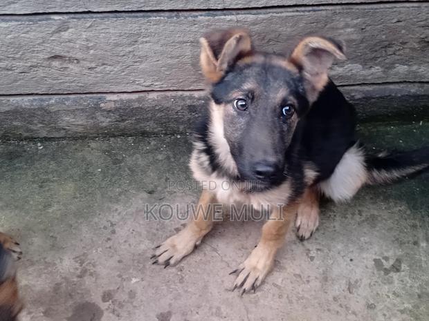 6-12 months Female Purebred German Shepherd
