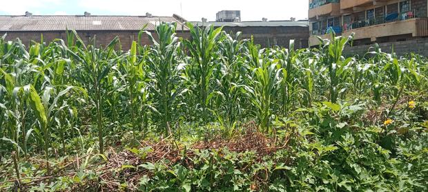 Thika Nanazi Prime Plot - thumbnail 4