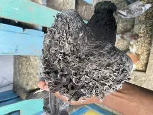 Frillback Pigeon Pair
