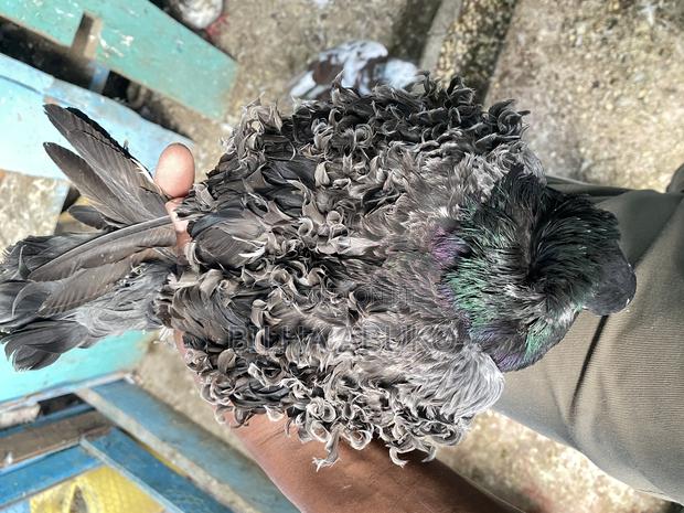 Frillback Pigeon Pair