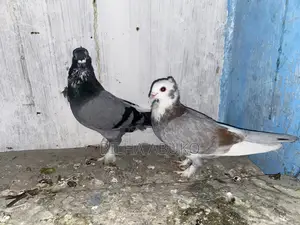 Young Pair of Shortbeak Pigeon