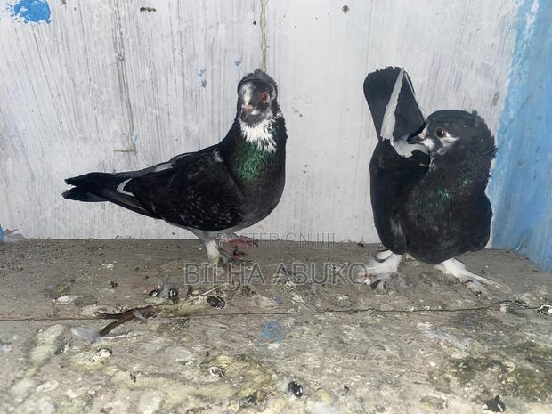 Young Pair of Shortbeak Pigeon - thumbnail 5