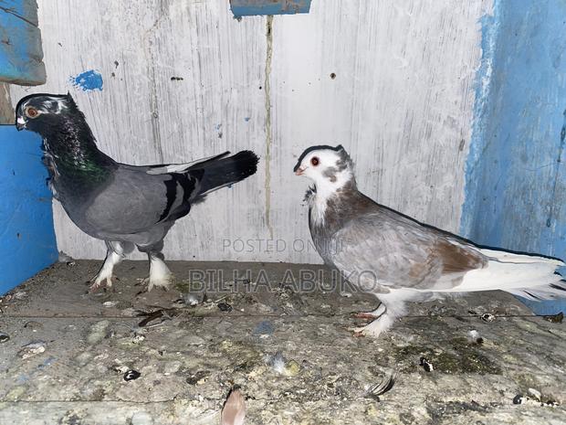 Young Pair of Shortbeak Pigeon - thumbnail 4