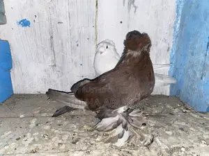 White and Brown: Trumpeter Pair.