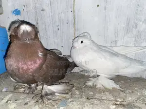 White and Brown: Trumpeter Pair.