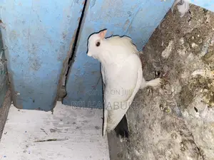 Upcoming White and Black: Shortbeak Pair.