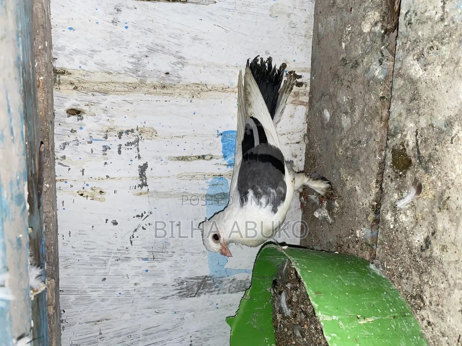 Upcoming White and Black: Shortbeak Pair.