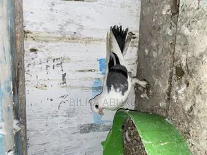 Upcoming White and Black: Shortbeak Pair.