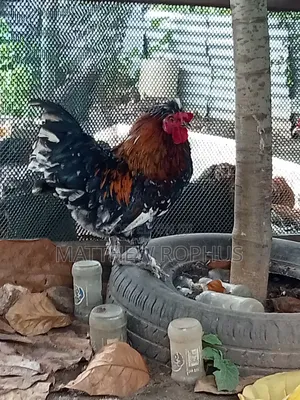 Polish Chicken Mix