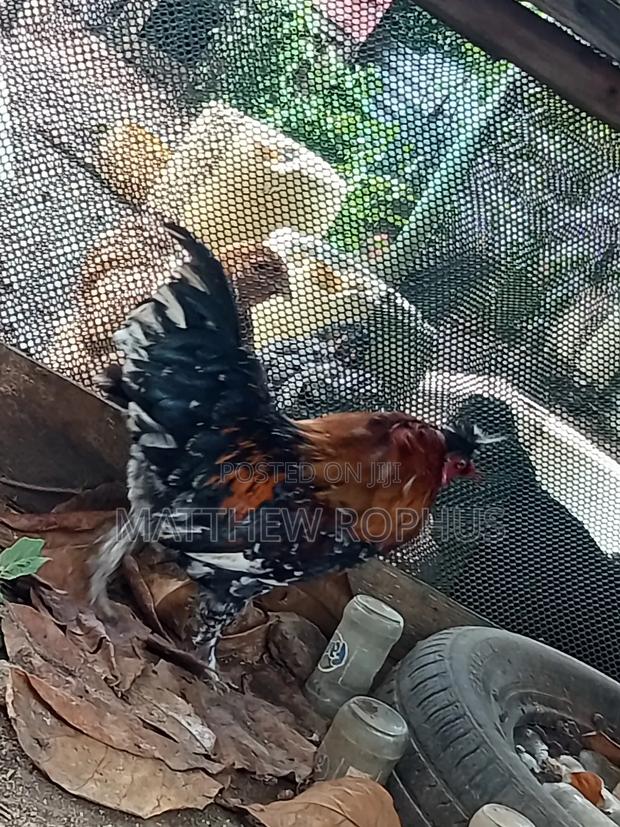 Polish Chicken Mix - thumbnail 2