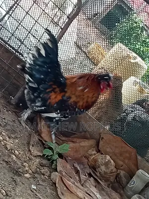 Polish Chicken Mix