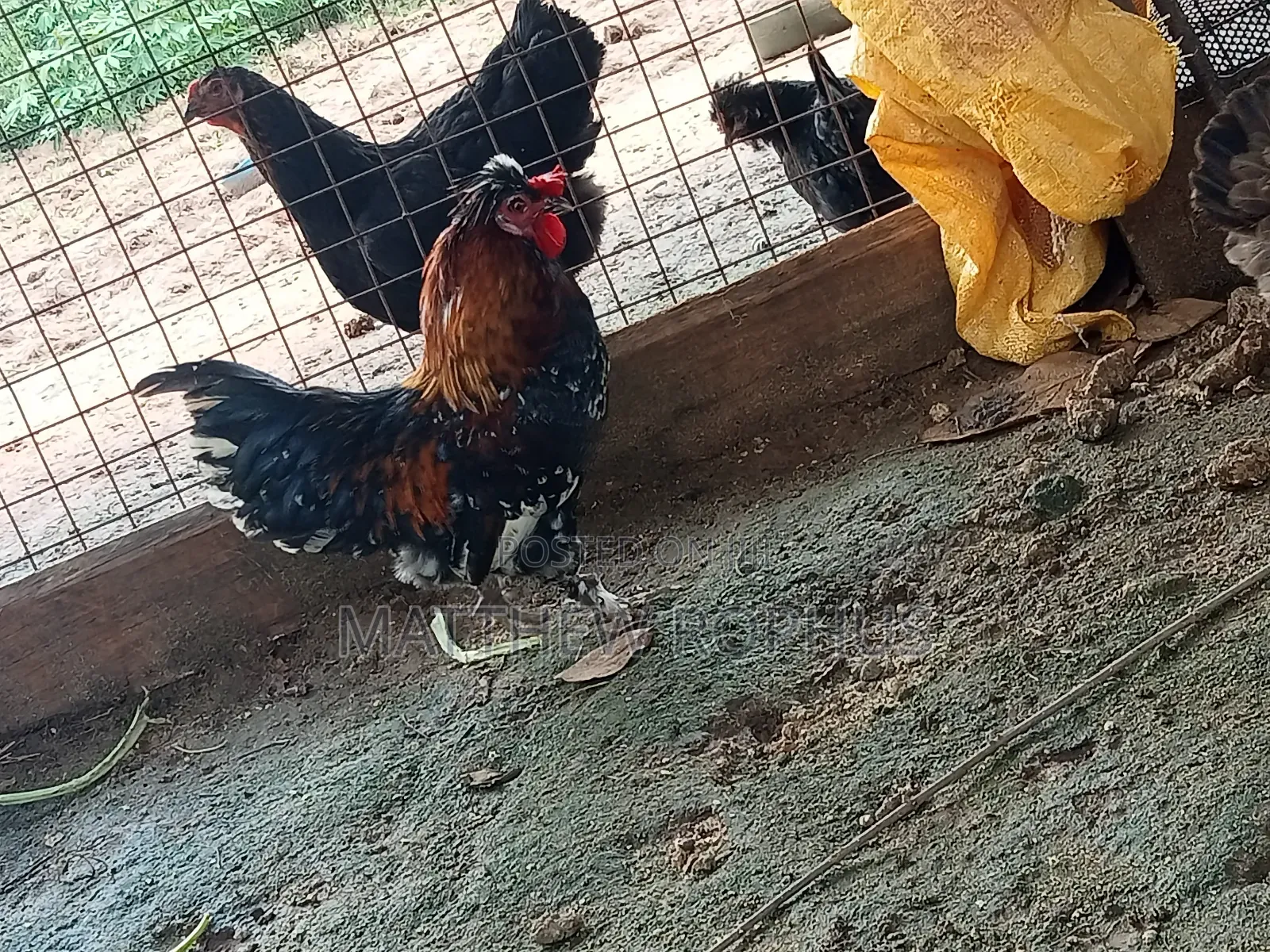 Polish Chicken Mix