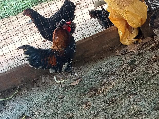 Polish Chicken Mix - thumbnail 4