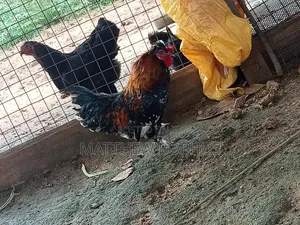Polish Chicken Mix