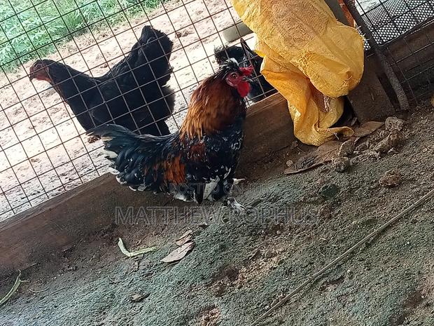 Polish Chicken Mix - thumbnail 5