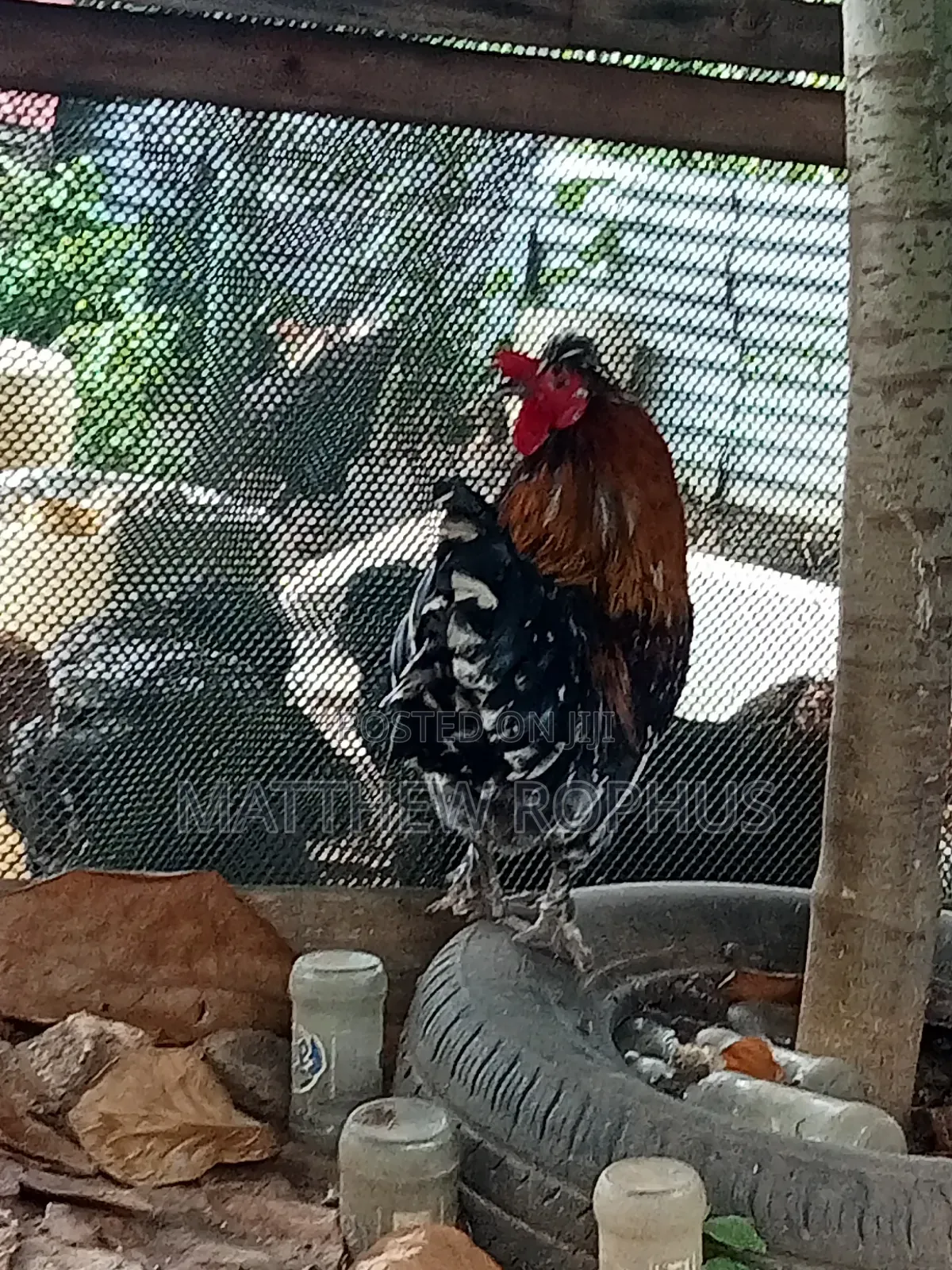 Polish Chicken Mix