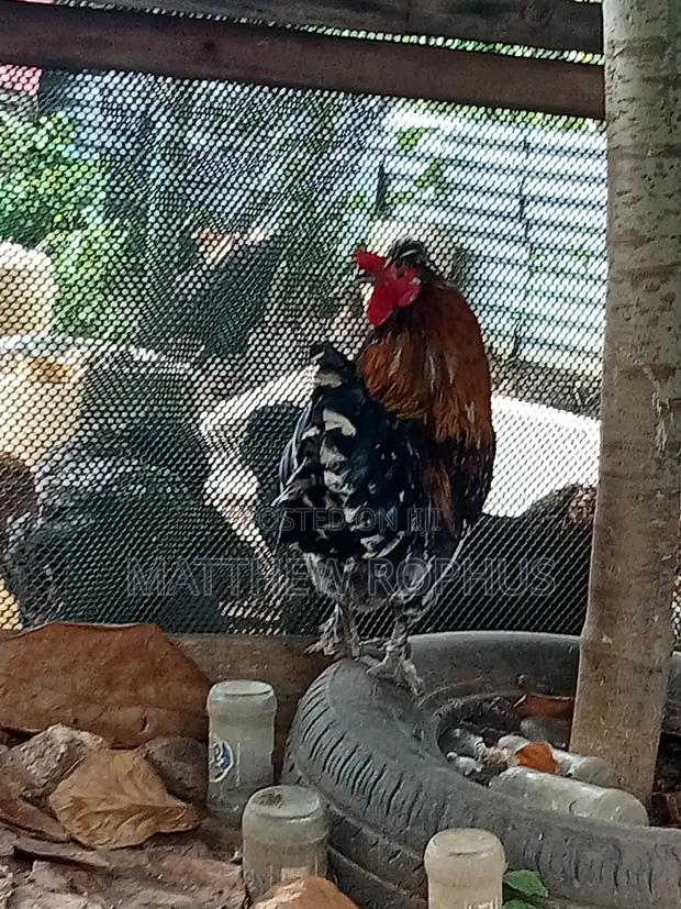 Polish Chicken Mix - thumbnail 6