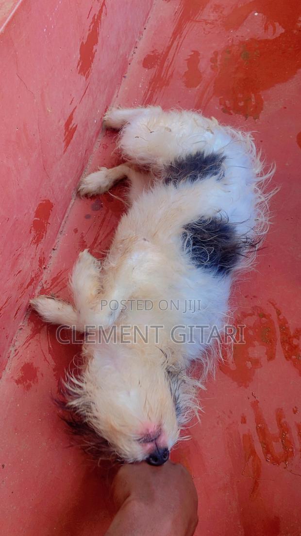 1-3 months Female Mixed Breed Chinese Crested
