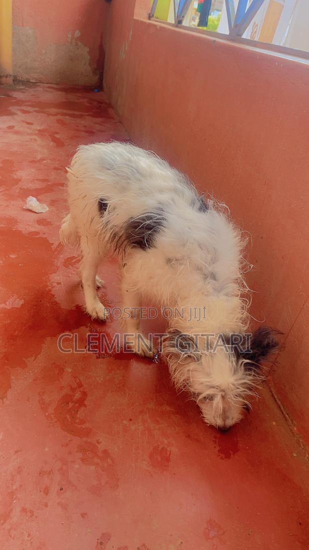 1-3 months Female Mixed Breed Chinese Crested - thumbnail 2