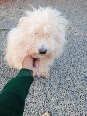 6-12 months Female Purebred Lhasa Apso