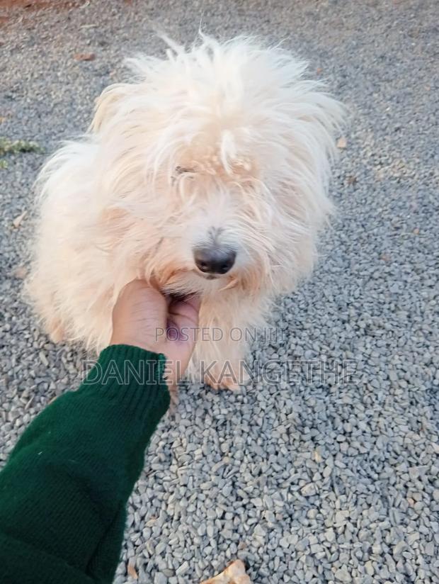 6-12 months Female Purebred Lhasa Apso