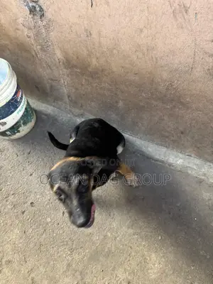 1-3 months Female Mixed Breed German Shepherd