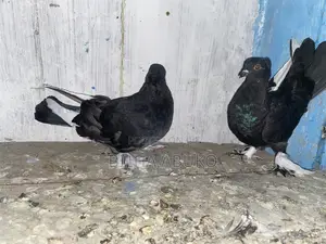 Black Hungarian Pair.