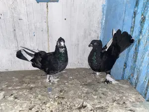 Black Hungarian Pair.