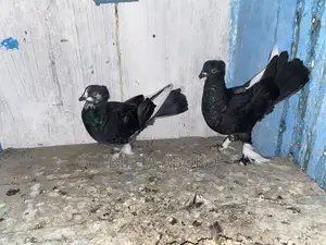 Black Hungarian Pair.
