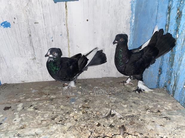 Black Hungarian Pair. - thumbnail 2