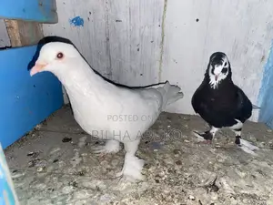 Speed Pigeon Pair