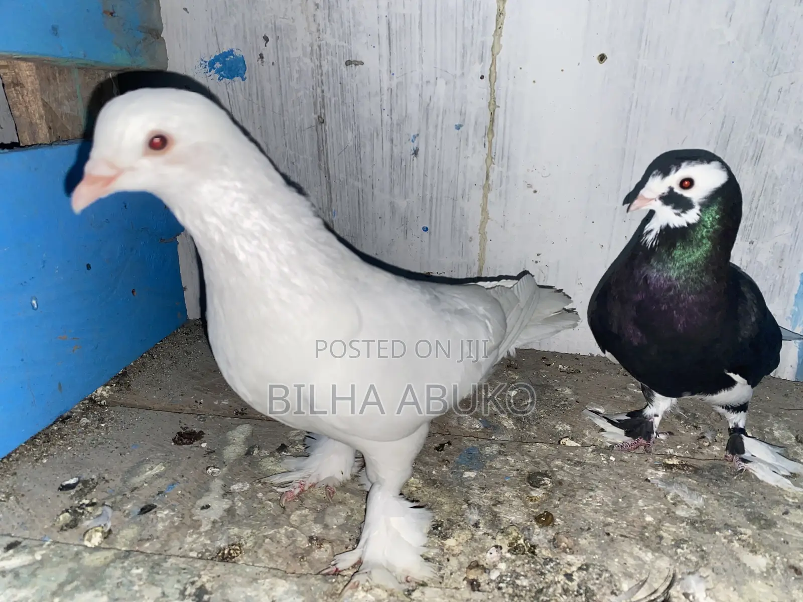 Speed Pigeon Pair