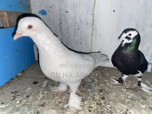 Speed Pigeon Pair