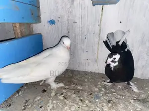 Speed Pigeon Pair
