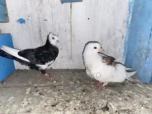 Upcoming Pair