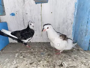 Upcoming Pair
