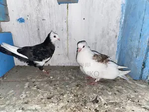 Upcoming Pair
