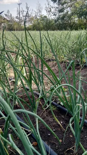 Drip Irrigation Expert Agronomist | Any County