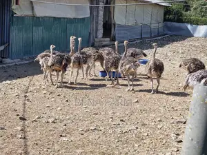 Ostrich and Ostrich Chicks Available, Nairobi