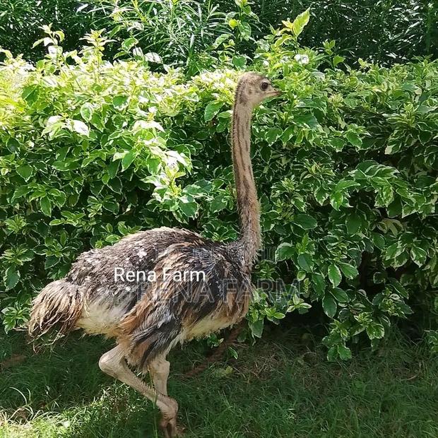 Ostrich and Ostrich Chicks Available, Nairobi - thumbnail 2