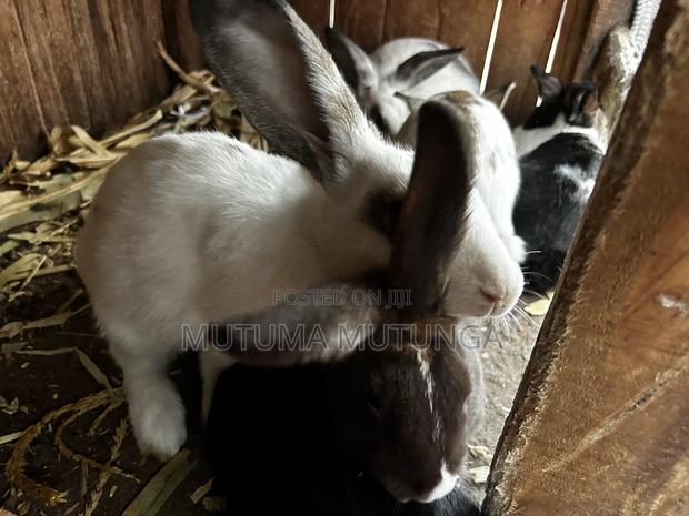 Rabbits Both Mature and Bunnies - thumbnail 4