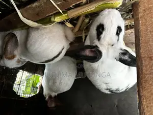 Rabbits Both Mature and Bunnies